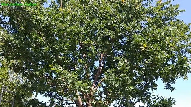Делаем веники для бани Самые лучшие веники! смотреть онлайн