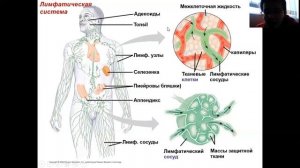 Иммунная система Урок 3. Лимфатическая система.