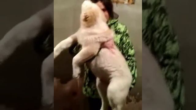 Щенок сао,алабай,тобет.Добрыня,2,5 месяца