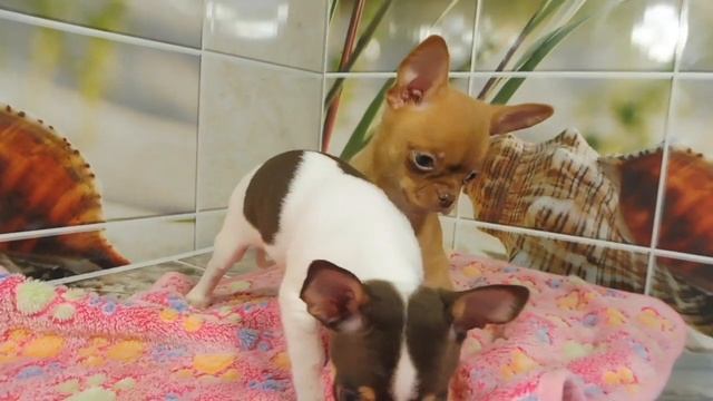ПРОДАЮ Щенков породы ЧИХУАХУА Одри и Нимфа / купить щенка в питомнике РКФ Мари Мистик продаю чихуа