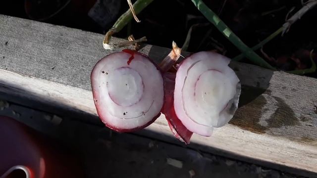 ОГОРОДНЫЕ НЕУДАЧИ 2018!!! Часть 1.
ЯЛТИНСКИЙ ЛУК. смотреть онлайн