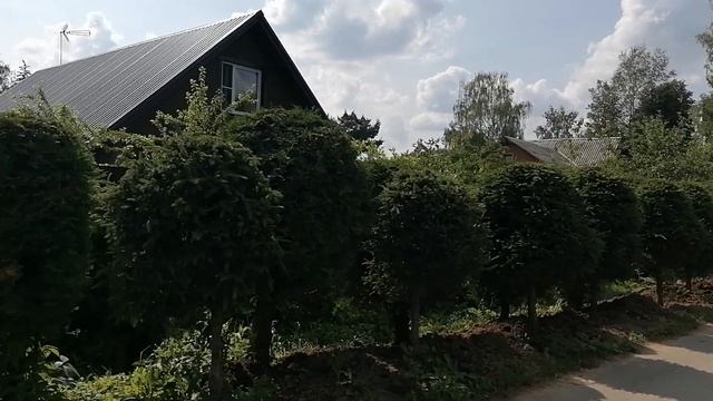 Итоги весенней стрижки елей и сосен. лето 2023 смотреть онлайн