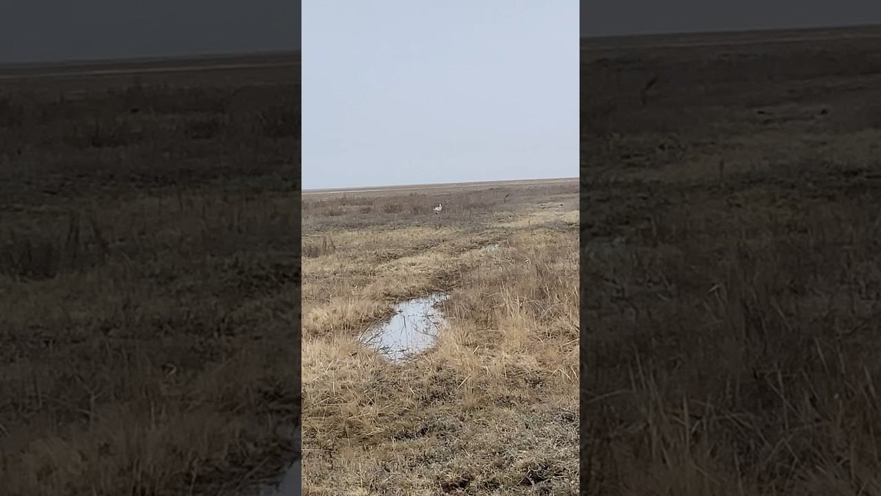 Бесстрашные Зайцы. #охота #охотаназайца смотреть онлайн