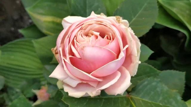 Eden romantica rose 2019 june Kyiv смотреть онлайн