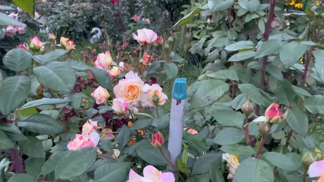 Осенний сюрприз от розы Глория Дэй Клайминг. смотреть онлайн