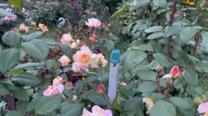 Осенний сюрприз от розы Глория Дэй Клайминг.