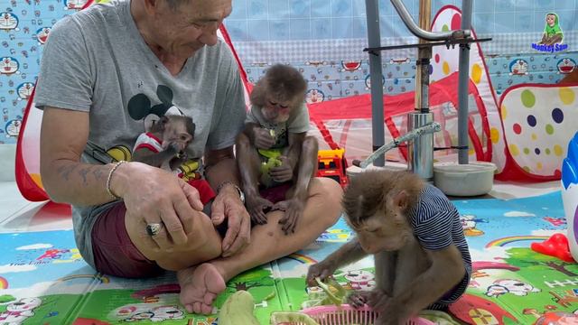 Monkey Sam, Bob, Asher eat delicious melon смотреть онлайн