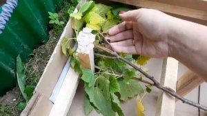 Посадка красной, золотистой и чёрной смородины на штамбе от агрохолдинга Поиск