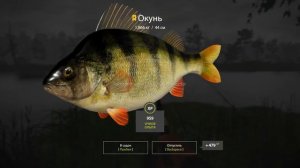 Русская Рыбалка 4 | Оз. Старый Острог | Трофейный ОКУНЬ