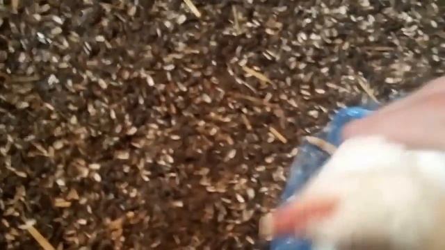 День 23, выращивание бройлеров, цыплята бройлеры, разведение бройлеров смотреть онлайн