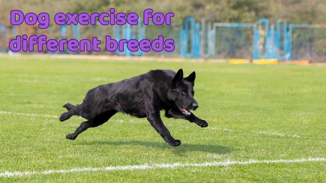 Podcast 49: Dog exercise: Top tips for fun dog activities смотреть онлайн