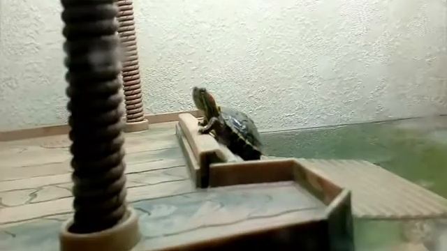 Правильное питание красноухих черепах смотреть онлайн