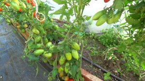 Томат ЧИБИС мал да удал от Гавриш / Для открытого грунта / Посажу и в новом сезоне