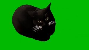 maxwell cat танцует на зелёном фоне