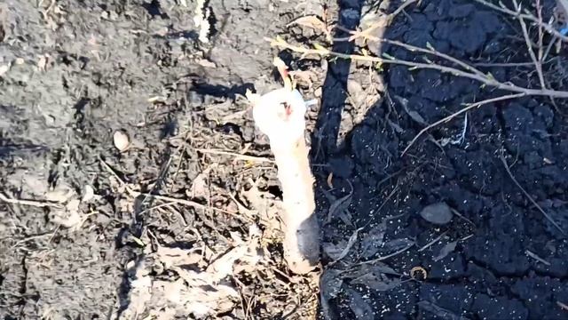 Весенняя прививка персика. смотреть онлайн