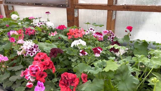 Смотреть всем , условия распродажи пеларгонии . смотреть онлайн