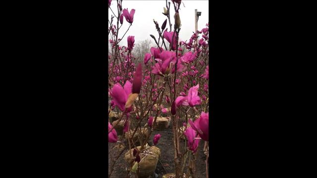 Magnolia Trees Raised at Highland Hill Farm смотреть онлайн