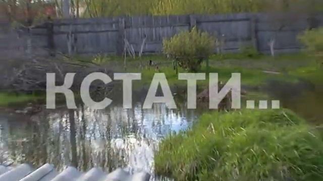 Вместо овощей и ягод утиные гнезда выросли в палисадниках частного сектора. смотреть онлайн