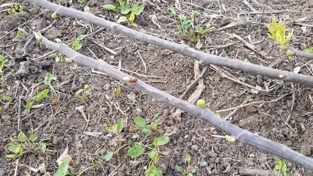 Выращивание инжира классическим китайским способом смотреть онлайн