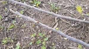 Выращивание инжира классическим китайским способом