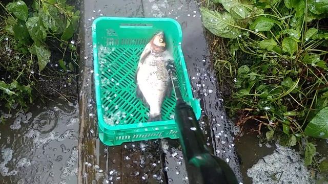 Чистим рыбу ( леща ) мойкой высокого давления (Керхер) смотреть онлайн