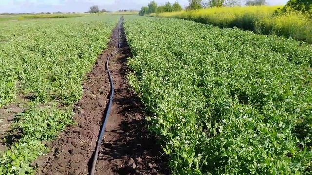 Горох "Оскар" наливает стручок. Производим полив методом дождевания смотреть онлайн