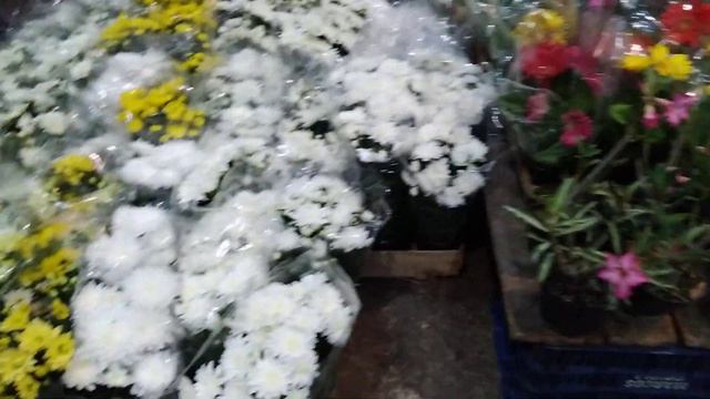 TANGO, MARIANA, ASTER e ROSA do DESERTO de até 2500 reais #ceasa #ceagesp #tango #mariana #aster смотреть онлайн