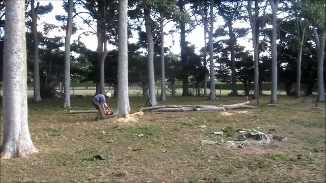 Cutting down a Paulownia смотреть онлайн