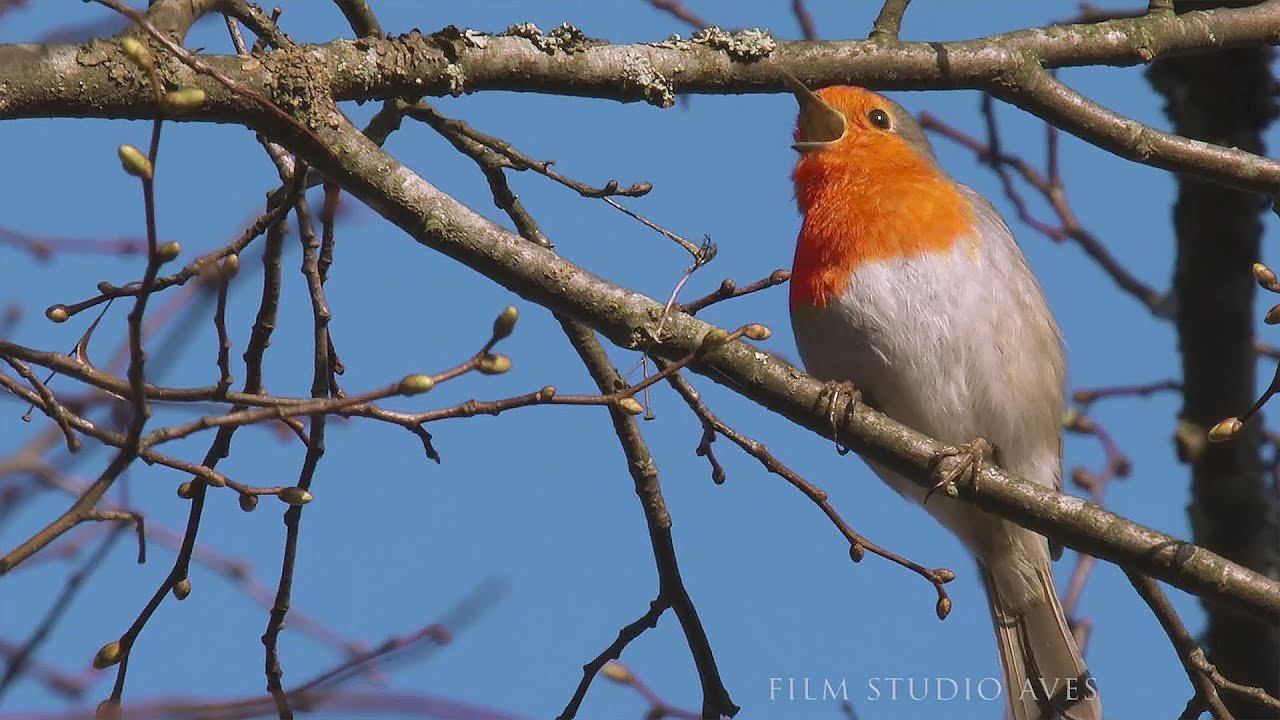Зарянка (Erithacus Rubecula) - весенняя песня | Film Studio Aves