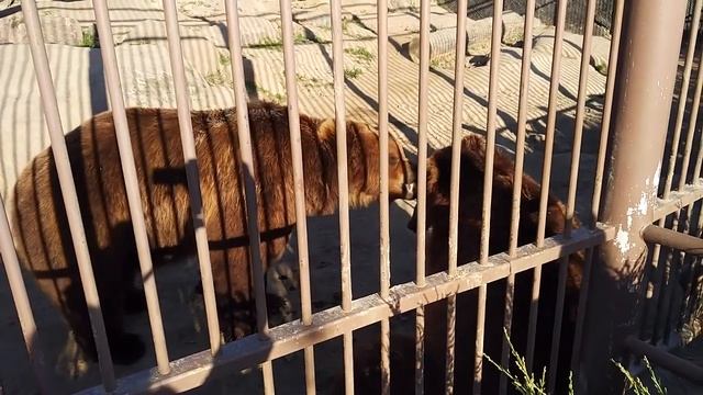 Камчатские бурые медведи смотреть онлайн