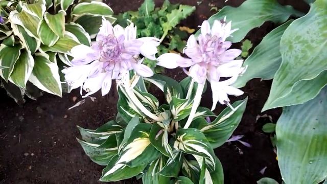 #хоста #Стинг / Цветы хосты Стинг ( лат. hosta Sting) смотреть онлайн