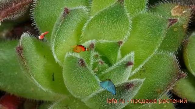 Молодило обыкновенная Махогани (sempervivum Mahogany) ? обзор: как сажать, рассада молодила Махоган