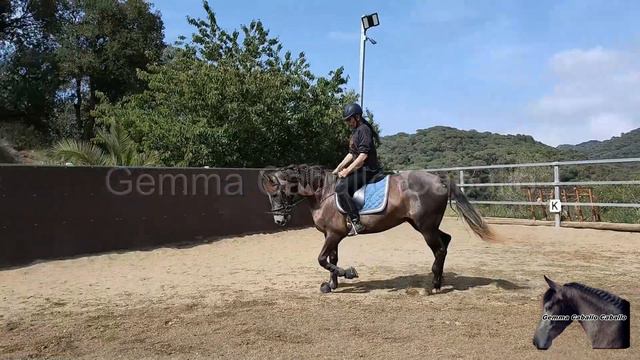 Diferencia entre caballos asustadizos y caballos miedosos, como solucionar y arreglar este problema смотреть онлайн