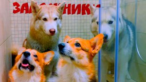 НАС ДЕРЖАТ В ЗАЛОЖНИКАХ!!! ПОМОГИТЕ!! Хаски Бандит Говорящая собака