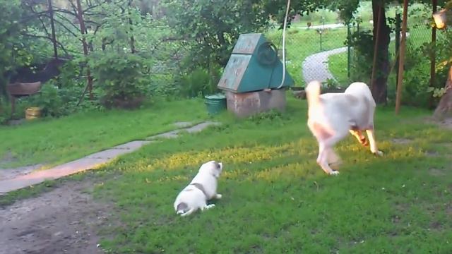 Хушанг с щенками, 2 м.mp4 смотреть онлайн
