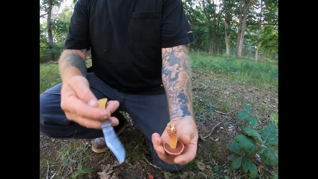 Two Blue Staining Boletes That Are Kitchen Worthy смотреть онлайн