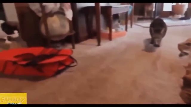 Топ пугливых котов для_mini kosh'i смотреть онлайн