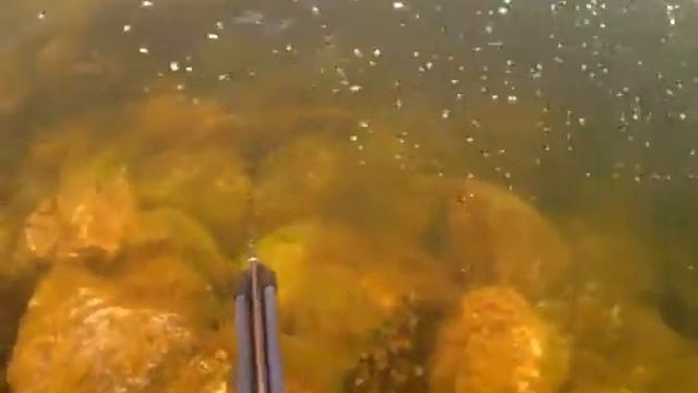 охота на Пиренге 1 сентября смотреть онлайн