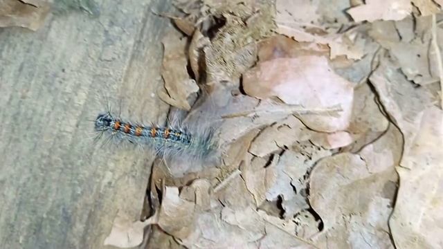 Гусеница. Непарный шелкопряд ( Lymantria dispar ) смотреть онлайн