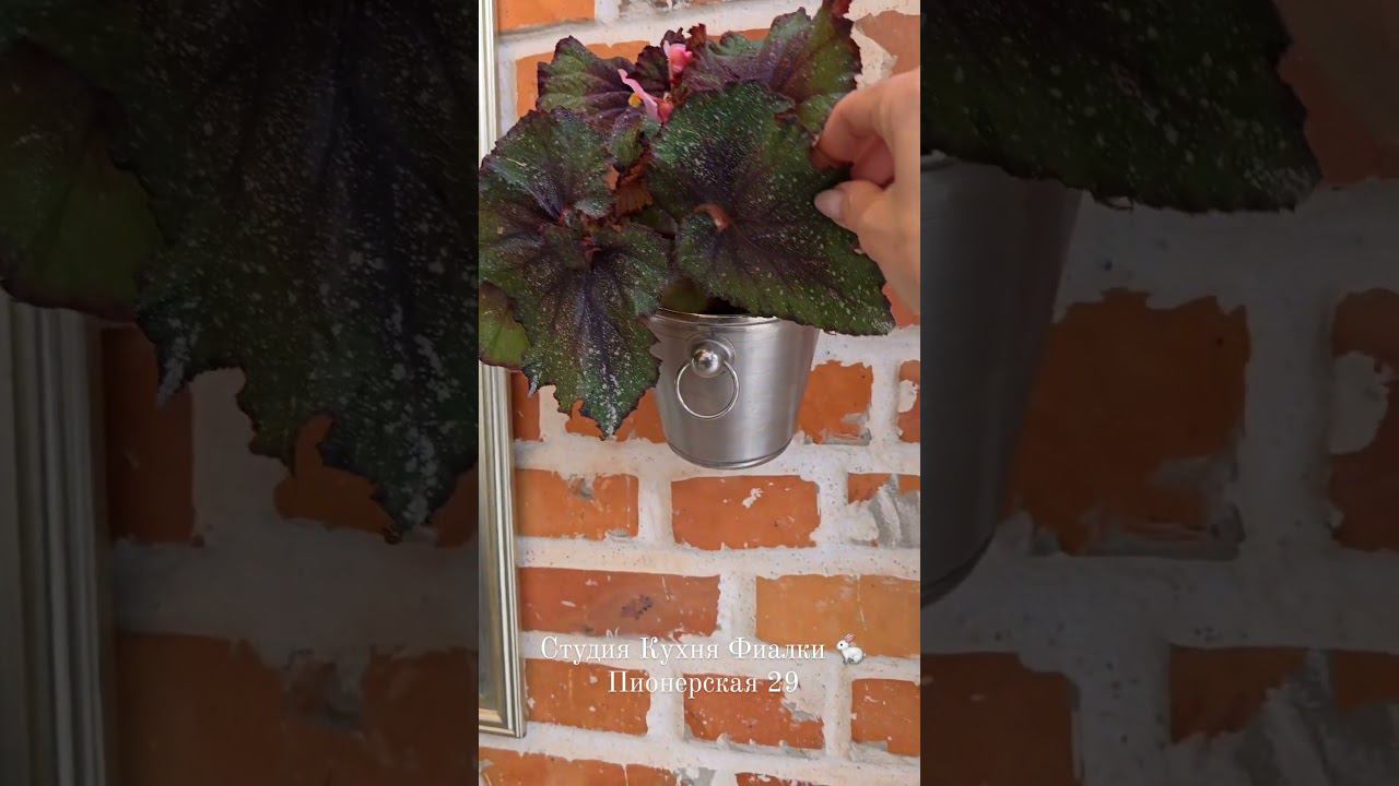 DS-Япония прекрасная покладистая бегония в кашпо. смотреть онлайн