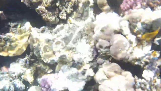 Рыбы в Красном море. Египет смотреть онлайн
