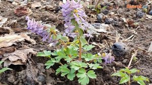 Хохлатка плотная Галлера