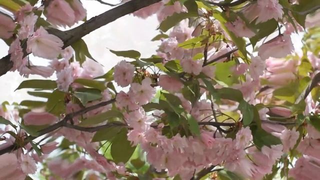 Цветение сакуры волшебство японской весны смотреть онлайн