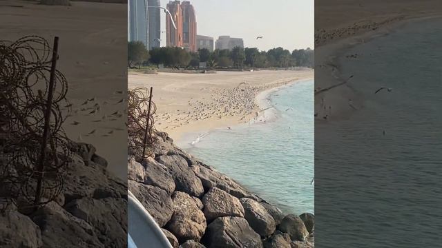 Отдых в конце февраля начала марта в Абу-Даби в отеле Rixos Marina. #rixoshotels #rixos #abudhabi