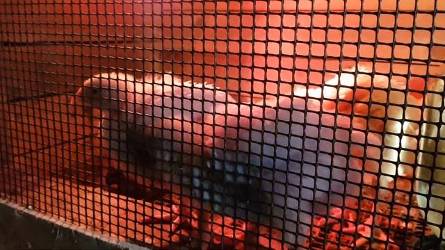 Вес индюшат БИГ-6 3 недели. Взвешивание, кормление и содержание. Лайфхак. смотреть онлайн