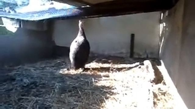 Самец цесарки черного окраса смотреть онлайн