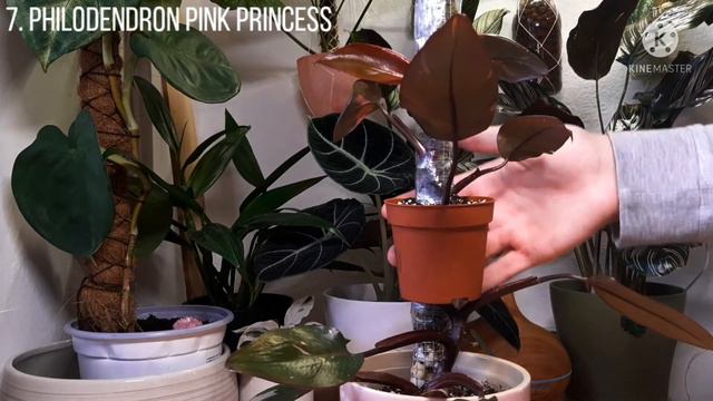 A NO-BUY PLANT HAUL?! 12 new RARE plants! (M. albo, PPP, P. melanochrysum,...) смотреть онлайн