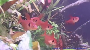 Красные фантомы в ярком аквариуме