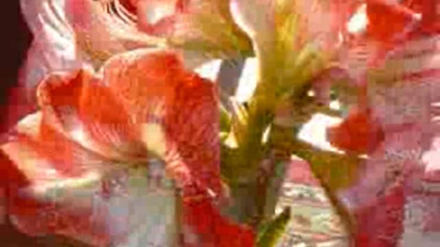Amaryllis fleur de noel смотреть онлайн