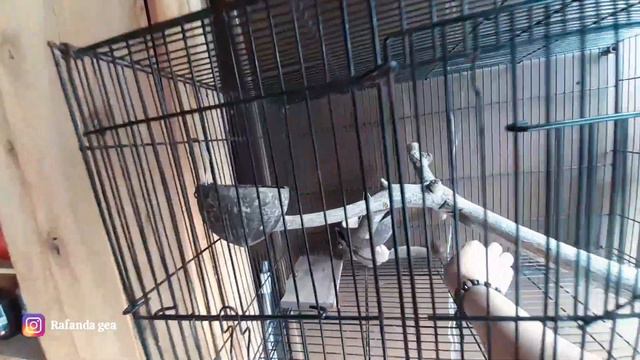GEA KASIH MAKAN SUGAR GLIDER🐿 SUDAH JINAK❤ смотреть онлайн